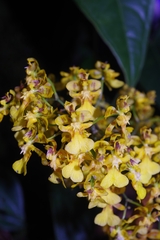 Oncidium