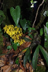 Oncidium