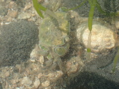 Hemigrapsus crenulatus