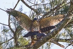 Falco novaeseelandiae