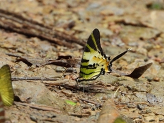 Graphium antiphates