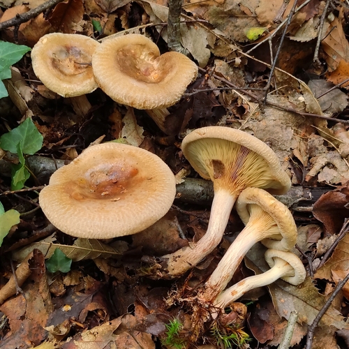 Paxillus involutus (Batsch) Fr.