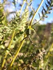 Argiope bruennichi