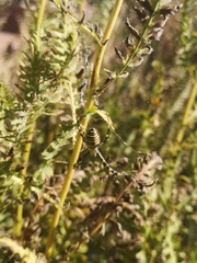 Argiope bruennichi