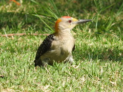 Melanerpes aurifrons