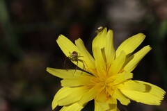 Australomisidia pilula