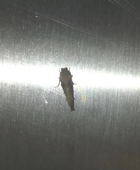 Lepidoptera