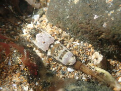 Philocheras australis