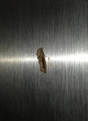 Lepidoptera