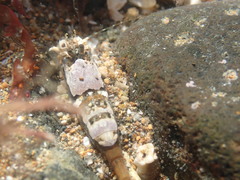 Philocheras australis