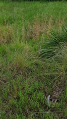 Thelymitra