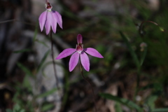 Caladenia fuscata
