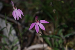 Caladenia fuscata