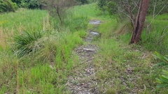 Thelymitra