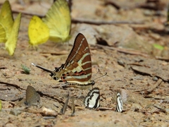 Graphium aristeus