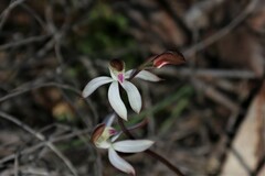 Caladenia moschata