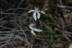 Caladenia moschata