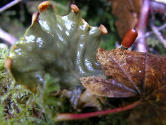 Peltigera neopolydactyla