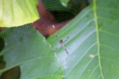 Argiope dang
