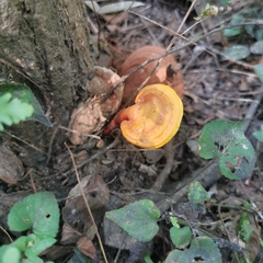 Ganoderma lucidum