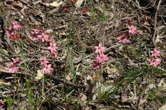 Thelymitra × macmillanii