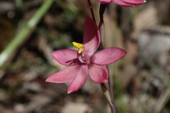 Thelymitra × macmillanii
