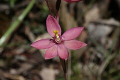 Thelymitra × macmillanii