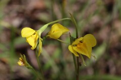 Diuris chryseopsis