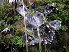 Peltigera neopolydactyla