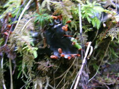 Peltigera neopolydactyla