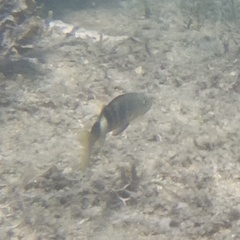 Parupeneus multifasciatus