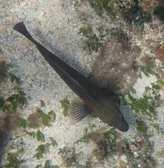 Notolabrus inscriptus