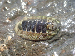 Sypharochiton pelliserpentis