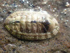 Sypharochiton pelliserpentis