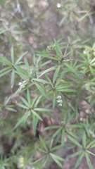 Leucopogon fasciculatus