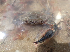Charybdis japonica