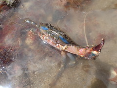 Charybdis japonica