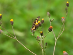 Chlosyne lacinia adjutrix