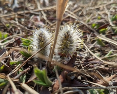 Salix arctica