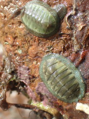 Chiton glaucus