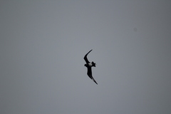 Stercorarius parasiticus