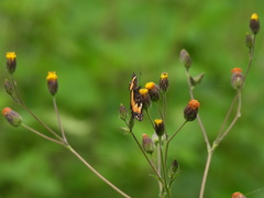 Chlosyne lacinia adjutrix