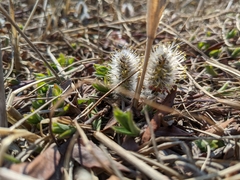 Salix arctica