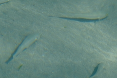 Aldrichetta forsteri