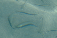 Aldrichetta forsteri