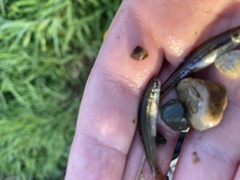 Pimephales notatus