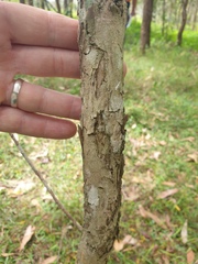 Melaleuca salicina