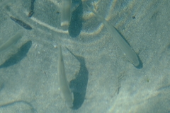 Aldrichetta forsteri