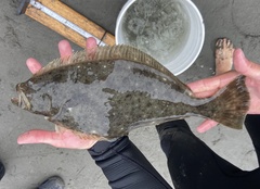 Paralichthys californicus