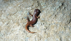 Speleomantes italicus